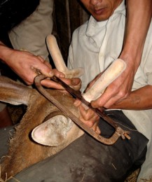 Tò mò nghề cắt nhung hươu đặc sản ở Hương Sơn